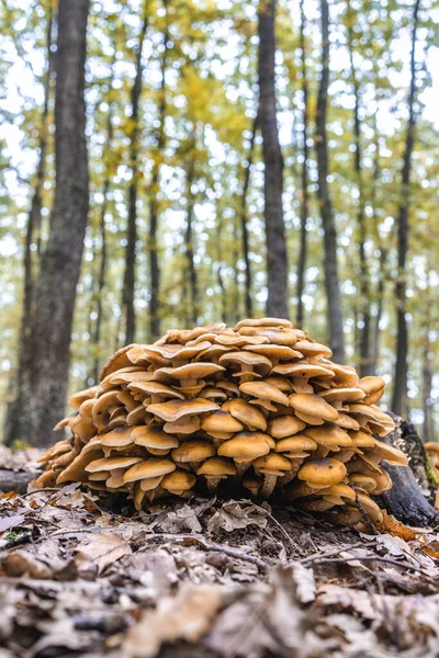 Een Groep Paddenstoelen Een Stam Herfst Het Bos — Stockfoto