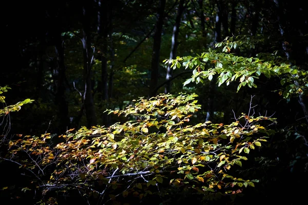 Prachtige Herfst Landschap Panorama Van Een Schilderachtig Bos — Stockfoto