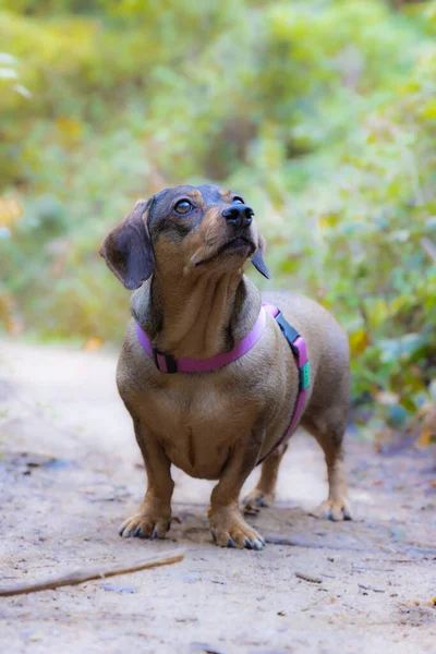 Small Dachshund Posing Forest Road — Stockfoto