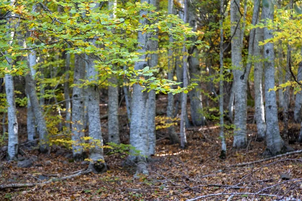 風光明媚な森の豪華な秋の風景パノラマ — ストック写真