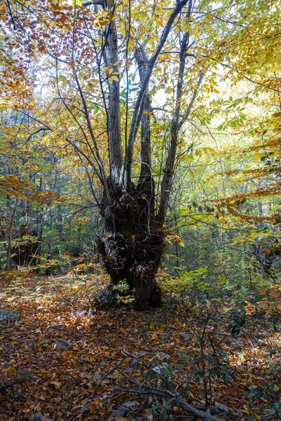 Big Old Sweet Chestnut Forest Autumn — Stock Photo, Image