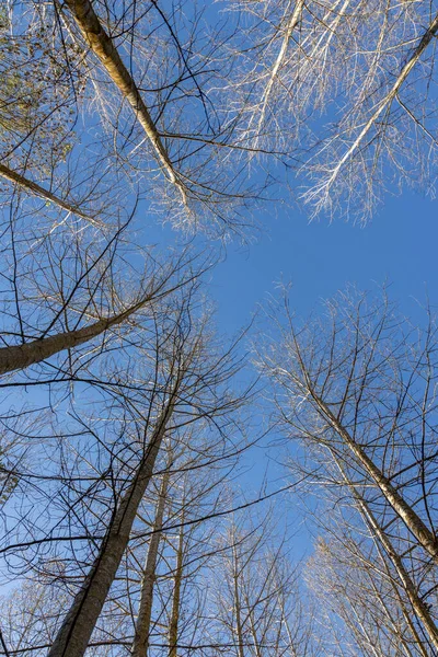 Nice Poplar Trees Bottom View Sunny Day Autumn — Stock Photo, Image