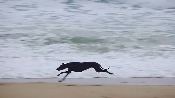 Greyhound Körs Stranden Slow Motion Film — Stockvideo