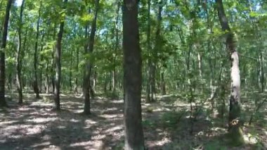 Orman ayrıntı Gürgen ve meşe ağaçları ile