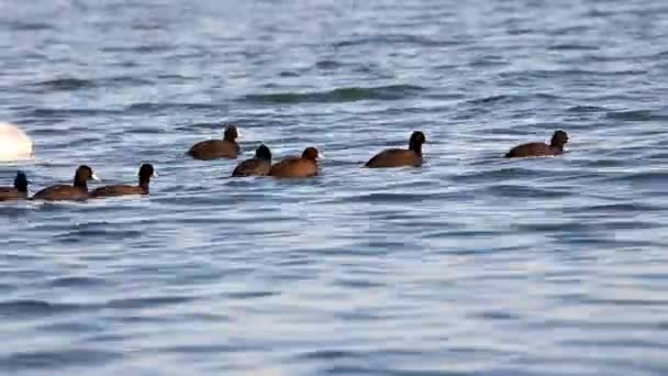 Coots Vízben Fulica Atra — Stock videók