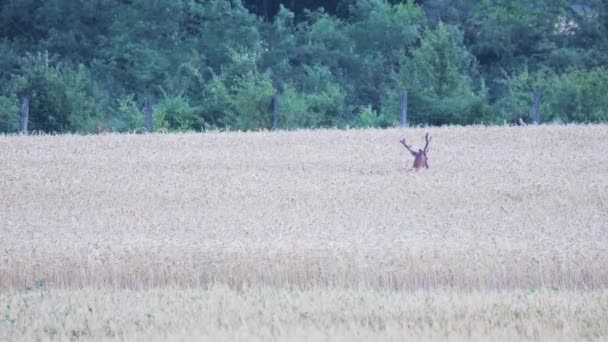 Cervo Rosso Nel Campo Cereali Estate Ungheria — Video Stock