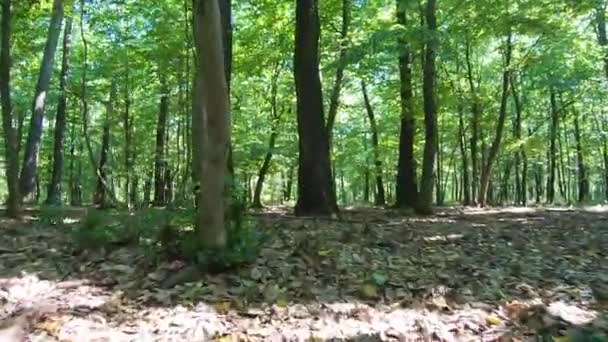 Dettaglio Foresta Con Carpine Querce — Video Stock