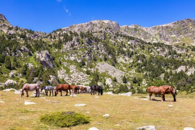 La Cerdanya 'da yaz manzarası, Pireneler dağ atları, Katalonya, İspanya.