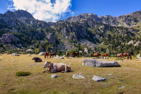 Sommarlandskap Cerdanya Pyrenéerna Berg Med Bergshästar Och Kor Katalonien Spanien — Stockfoto