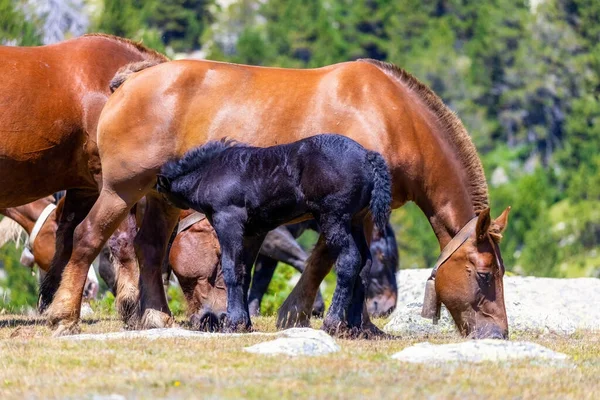 Caballos Pastando Pasto Las Montañas Pirineos España — Foto de Stock