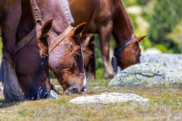 Paarden Grazen Een Weiland Bergen Pyreneeën Spanje — Stockfoto