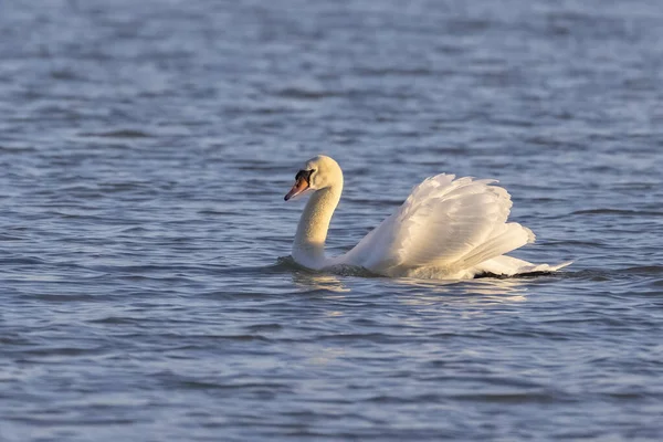 Κυρίαρχος Mute Swans Κολύμπι Στη Λίμνη Μπάλατον Στην Ουγγαρία — Φωτογραφία Αρχείου