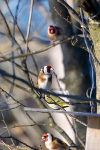 Chardonneret Carduelis Carduelis Sur Branche — Photo