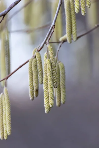 Yellow Hazel Flowers Buds Faded Background — Stock Photo, Image