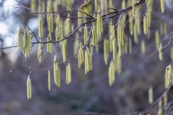 Yellow Hazel Flowers Buds Faded Background — Stock Photo, Image