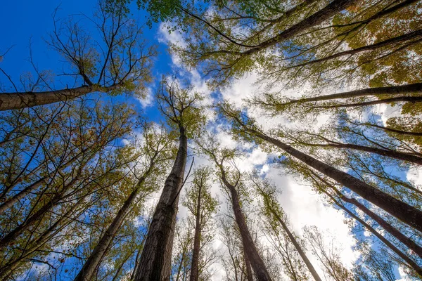 Nice Poplar Trees Bottom View Sunny Day Spain Long Exposure — Stock Photo, Image