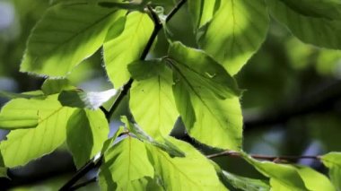 İlkbaharda kayın yapraklarıyla güzel, uyumlu orman detayları.
