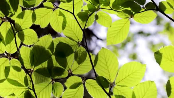 Detalhe Bonito Harmonioso Floresta Com Folhas Faia Primavera — Vídeo de Stock