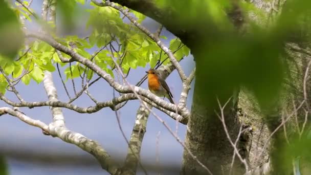 Avrupa Bülbülü Kayın Ağacı Dalında Şarkı Söylüyor — Stok video