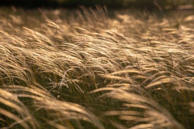 Harika gün batımı ışık Krummenacher bitkinin yakın çekim
