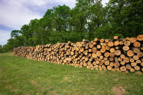 Stor Hög Ved Skogen — Stockfoto