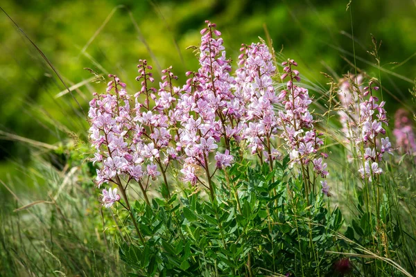Beautiful Wildflowers Springtime Dictamnus Albus — Stock Photo, Image