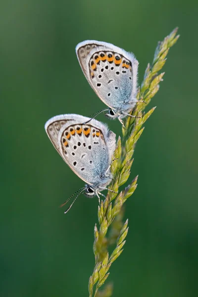 Farfalla Blu Comune Sull Erba Alla Luce Del Tramonto — Foto Stock