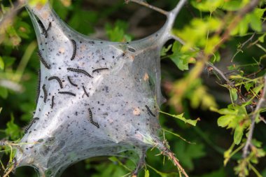 Tırtıllar yaprakları yiyor, makro detayları kapatıyor, yumuşak bulanık bokeh