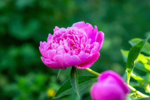 粉红色的花瓣开在背景粉红色的花瓣上 牡丹花园 — 图库照片