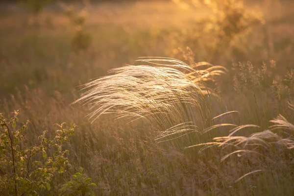 Nahaufnahme Der Stipa Pflanze Wunderbaren Sonnenuntergang — Stockfoto