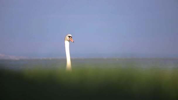 Mute Swan Grass Lake Balaton Hungary Selective Focus — Stock Video