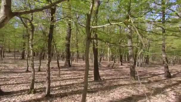 Våren Stenig Quercus Petraea Skog Ungern — Stockvideo