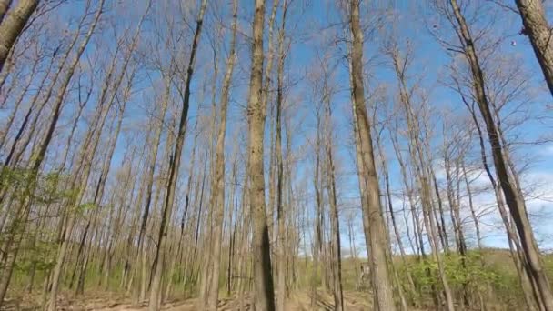 Primavera Numa Floresta Carvalho Séssil Quercus Petraea Hungria Vista Inferior — Vídeo de Stock