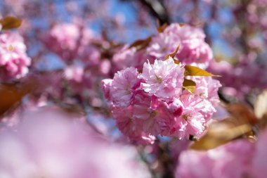 Selective focus of beautiful branches of pink Cherry blossoms on the tree