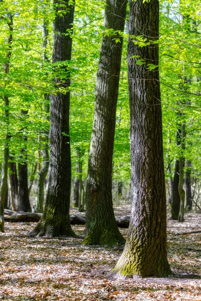 Zelený Dubový Les Jarním Období — Stock fotografie