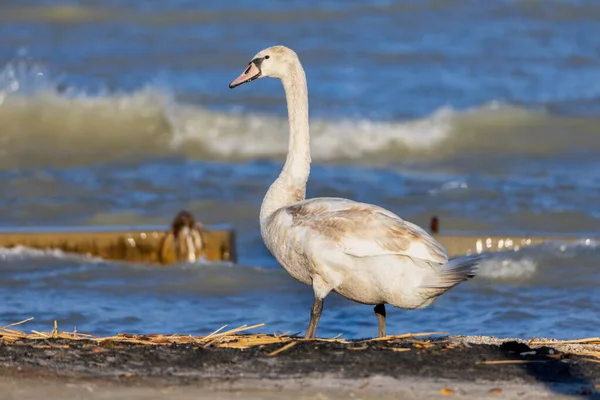 Cisne Mudo Jovem Nadando Lago Balaton Hungria — Fotografia de Stock