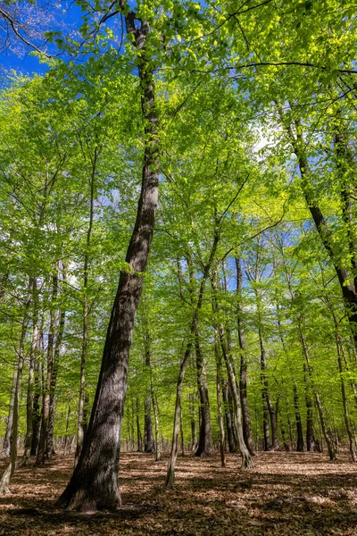 Bosque Roble Verde Primavera — Foto de Stock