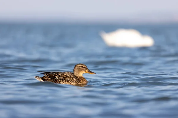 Wilde Eend Het Meer Zwemmen — Stockfoto