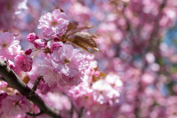 Foco Seletivo Belos Ramos Flores Cereja Rosa Árvore — Fotografia de Stock