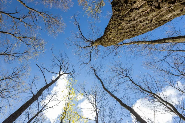 Oak Forest Springtime Bottom View Picture Selective Focus — Stock Photo, Image