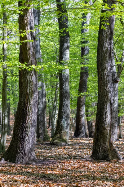 Grüner Eichenwald Frühling — Stockfoto