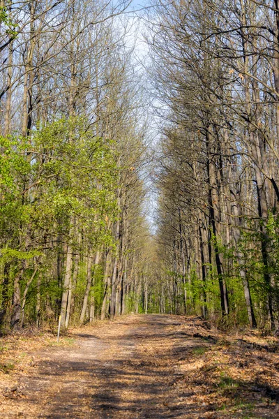 Forêt Chênes Verts Printemps — Photo