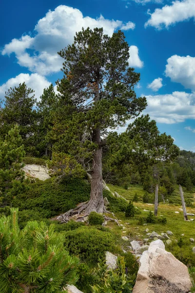Górskie Drzewo Sosnowe Hiszpańskich Pirenejach — Zdjęcie stockowe