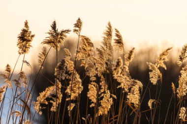 Phragmitler veya yaygın sazlıklar (phragmites communis)