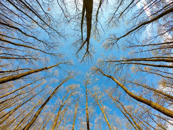 Bahar Mevsiminde Meşe Ormanı Alt Manzara Seçici Odak — Stok fotoğraf