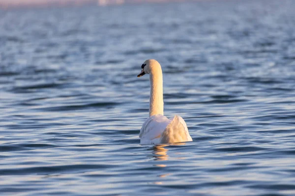 Mute Swan Swimming Lake Balaton Hungary — Zdjęcie stockowe