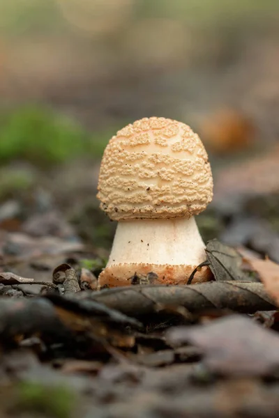 Eetbare Blusher Schimmels Amanita Rubescens — Stockfoto