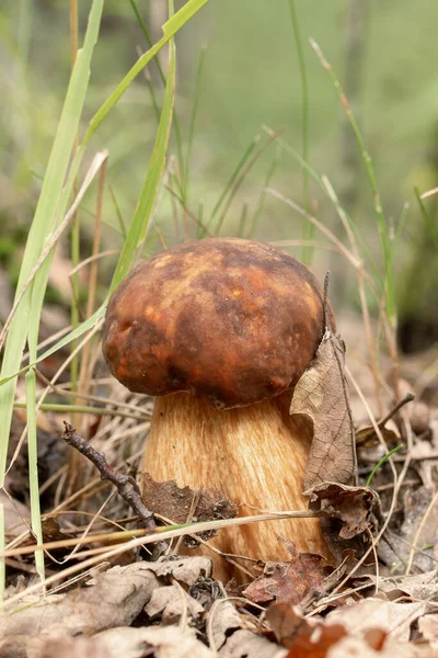 Nice Penny Bun Cep Boletus Edulis Mushroom Forest — Stock Photo, Image