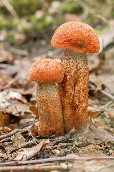 Red-capped scaber stalk (Leccinum aurantiacum) mushroom in the autumn oak forest