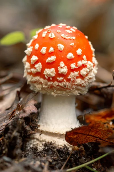 Kleine Vlieg Amanita Vliegen Agaric Paddestoel Amanita Muscaria — Stockfoto